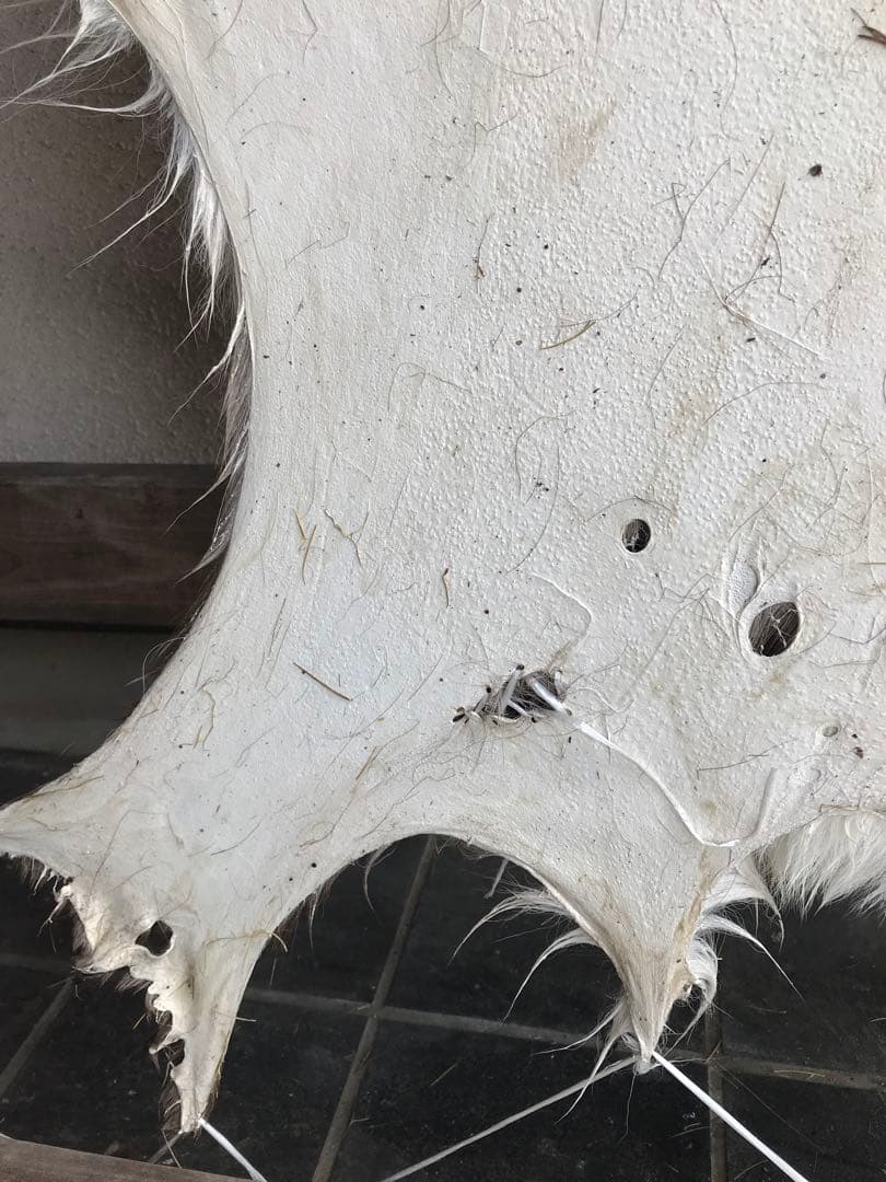 ニホンジカ ♂毛皮 23-17