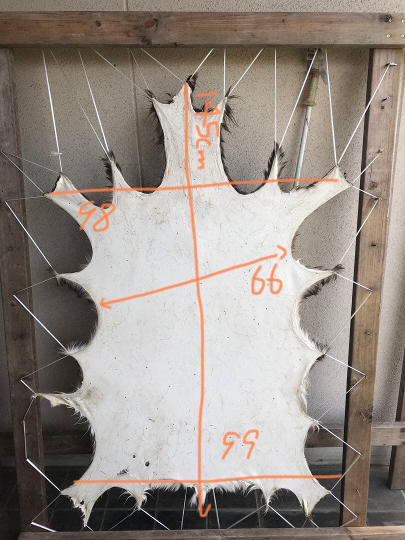 ニホンジカ ♂毛皮 23-17