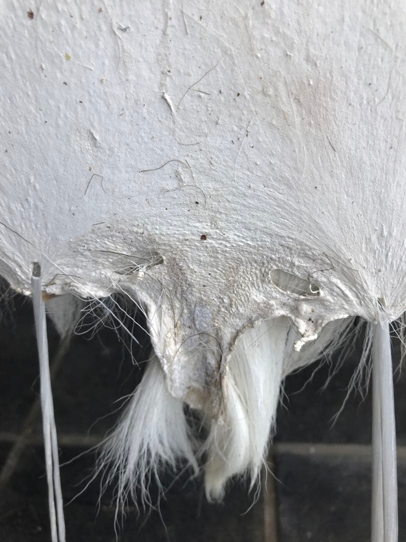 ニホンジカ ♂毛皮 23-17