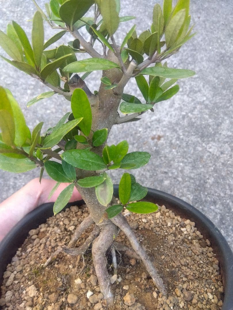 オリーブ ひなかぜ 盆栽 6号陶器鉢つき 根上がり❗ ① - メルカリ