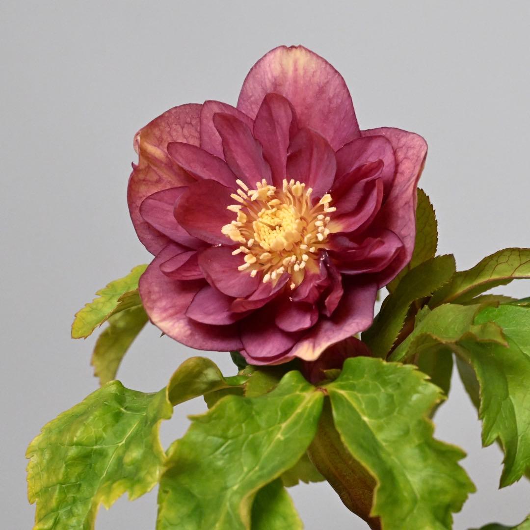 クリスマスローズ エンジピンクゴールド（オーレア） 開花株 - メルカリ