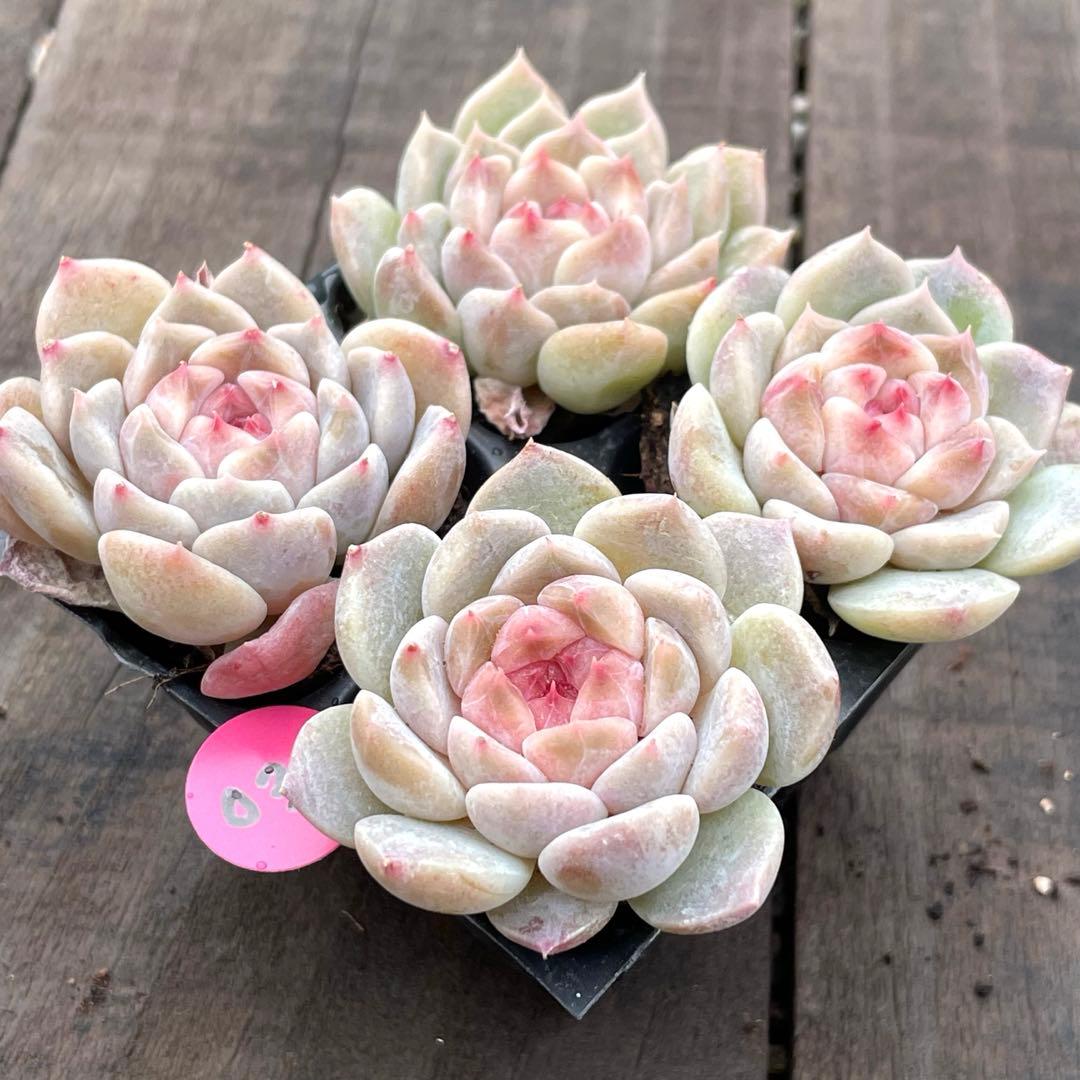 NEW❗️031多肉植物 アイスソール 抜き苗 寄せ植え 4苗セット