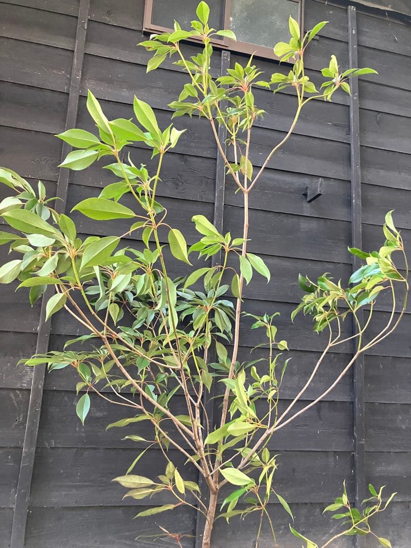 希少　山採り　ヤマグルマ