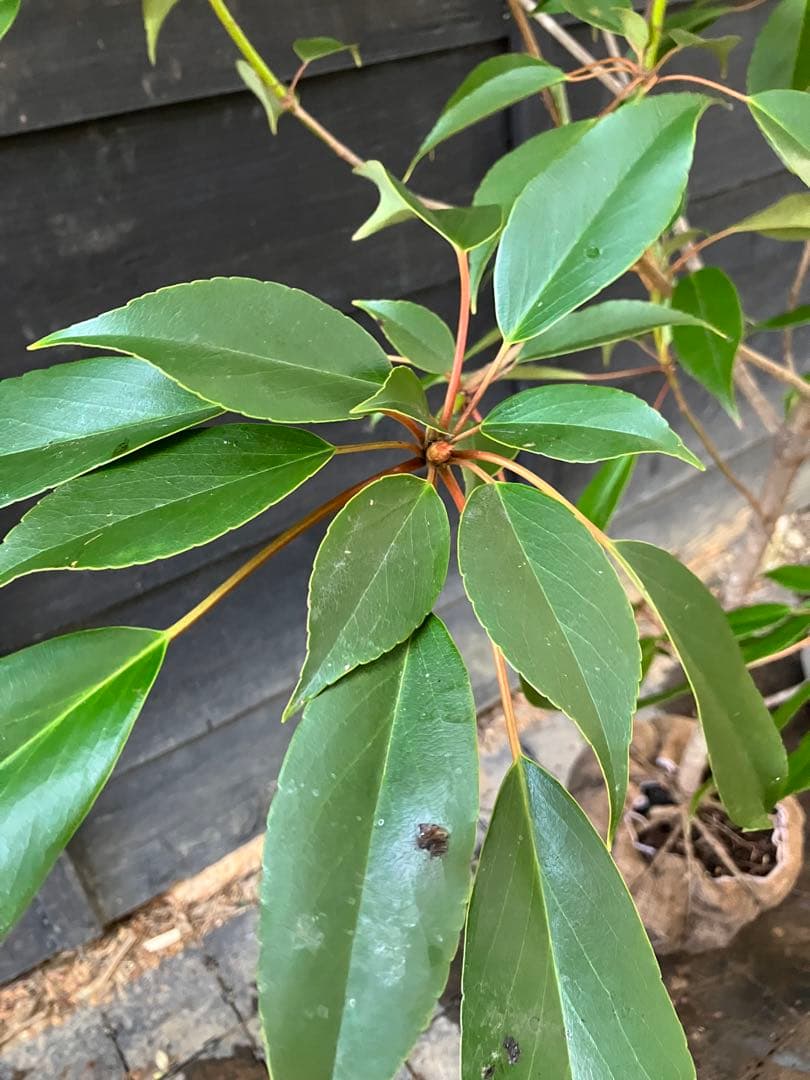 希少　山採り　ヤマグルマ