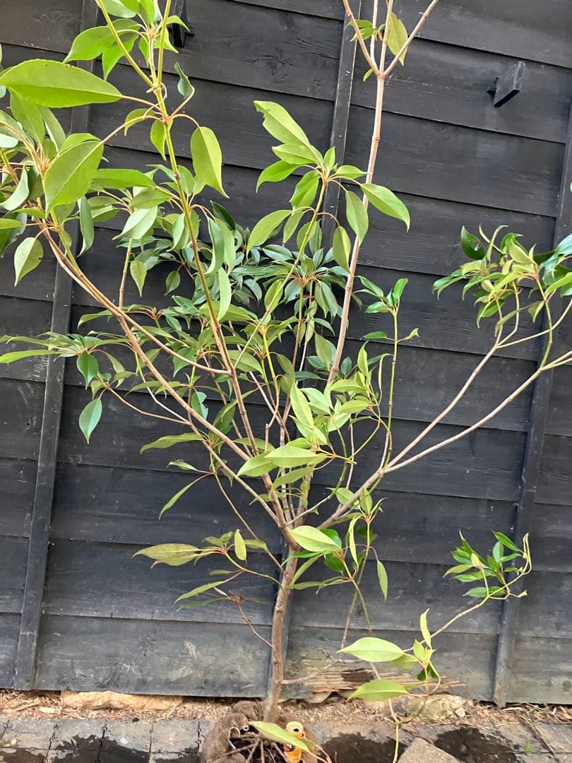 希少　山採り　ヤマグルマ