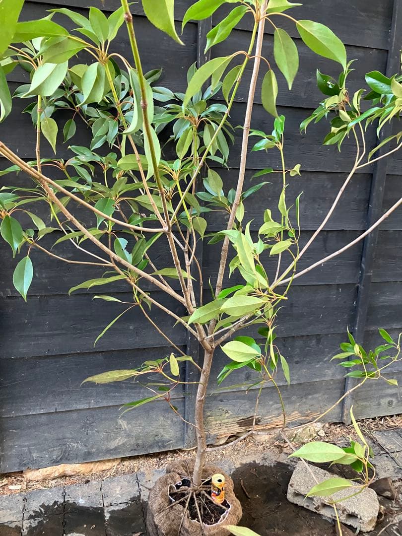 希少　山採り　ヤマグルマ