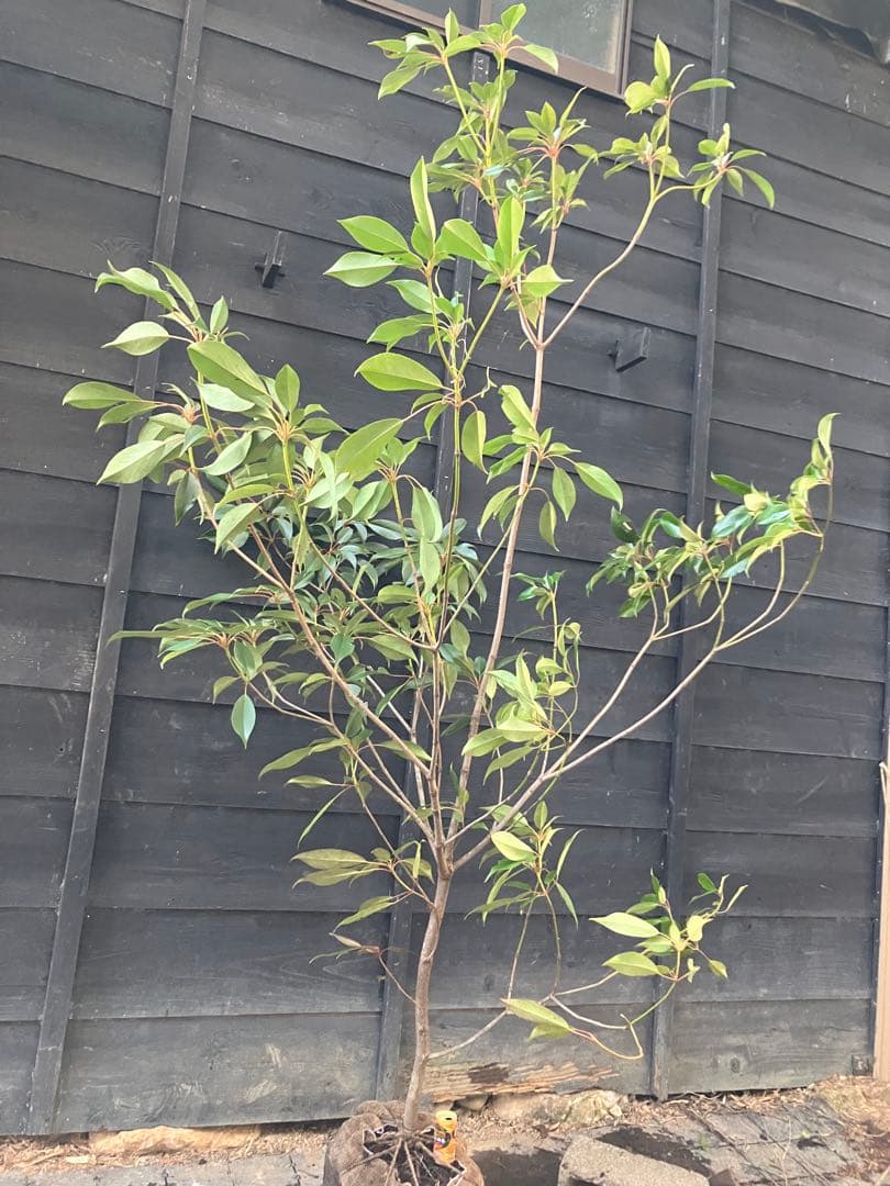 希少　山採り　ヤマグルマ