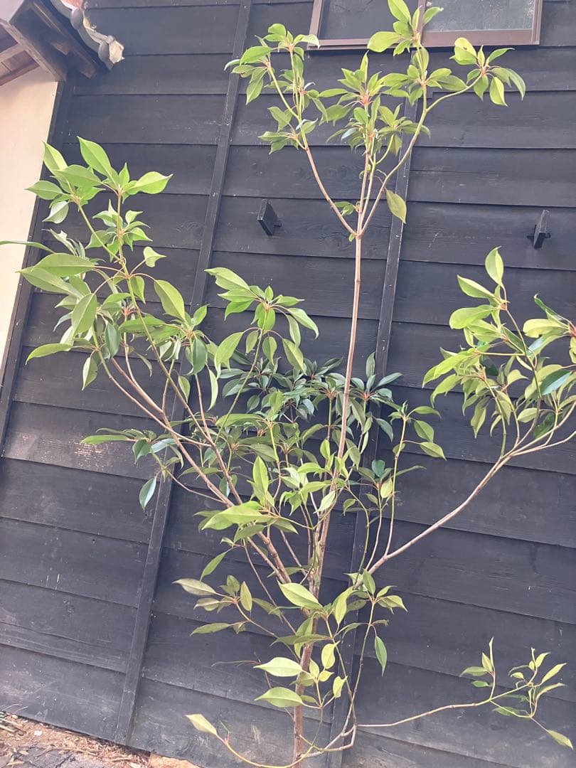 希少　山採り　ヤマグルマ