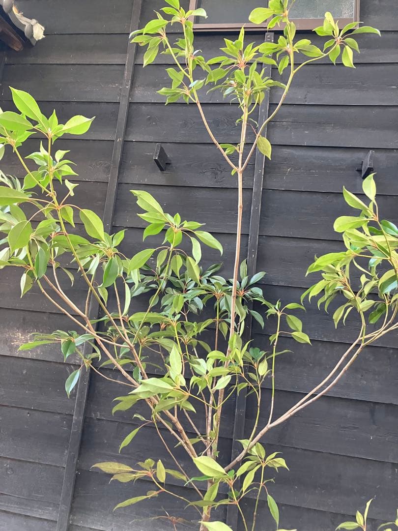 希少　山採り　ヤマグルマ