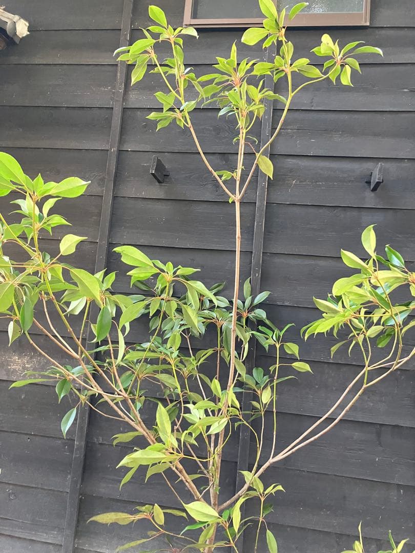 希少　山採り　ヤマグルマ