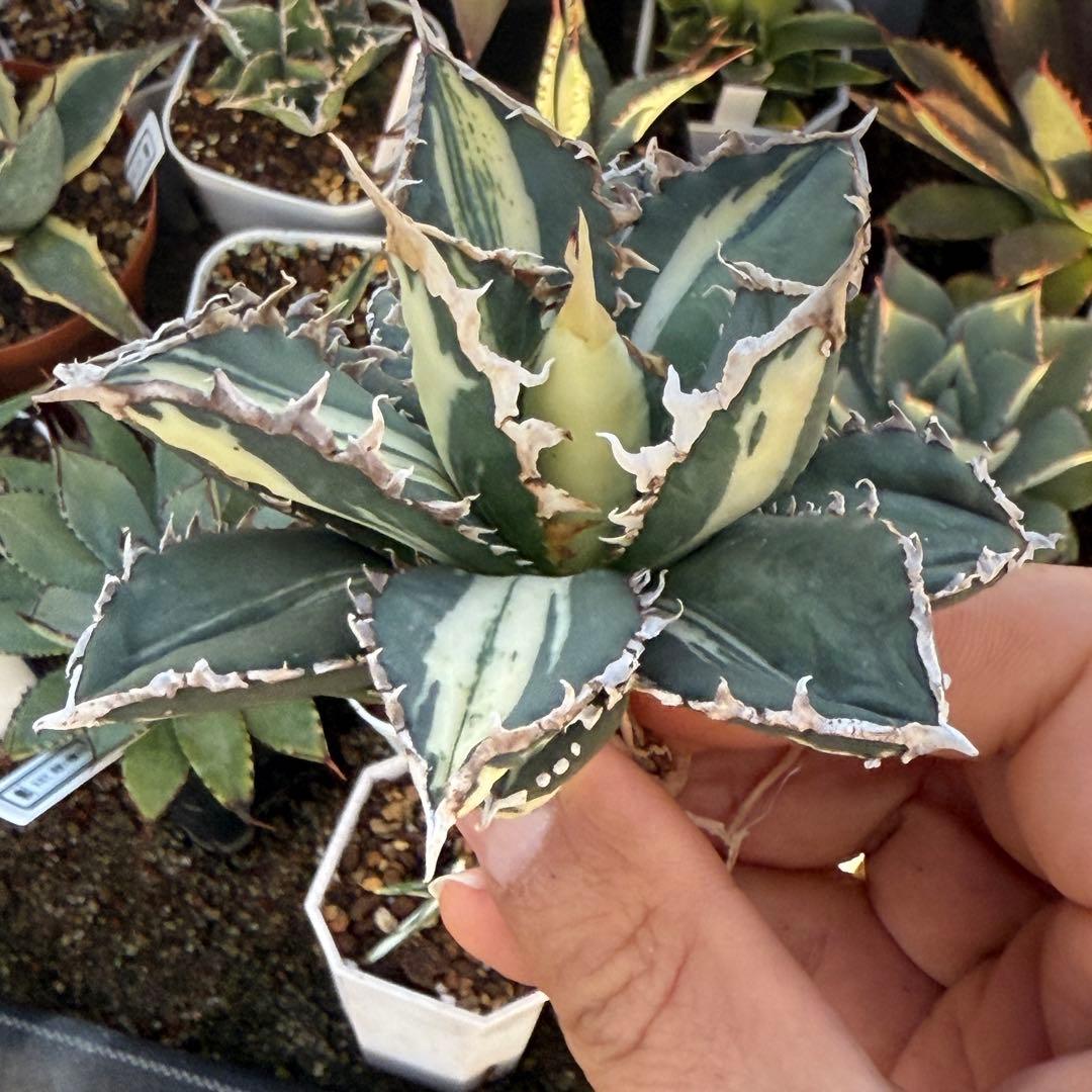 アガベ チタノタ 狼人白中斑