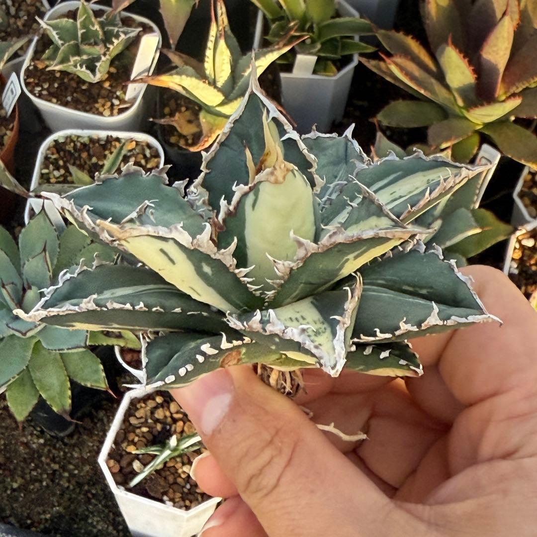 アガベ チタノタ 狼人白中斑