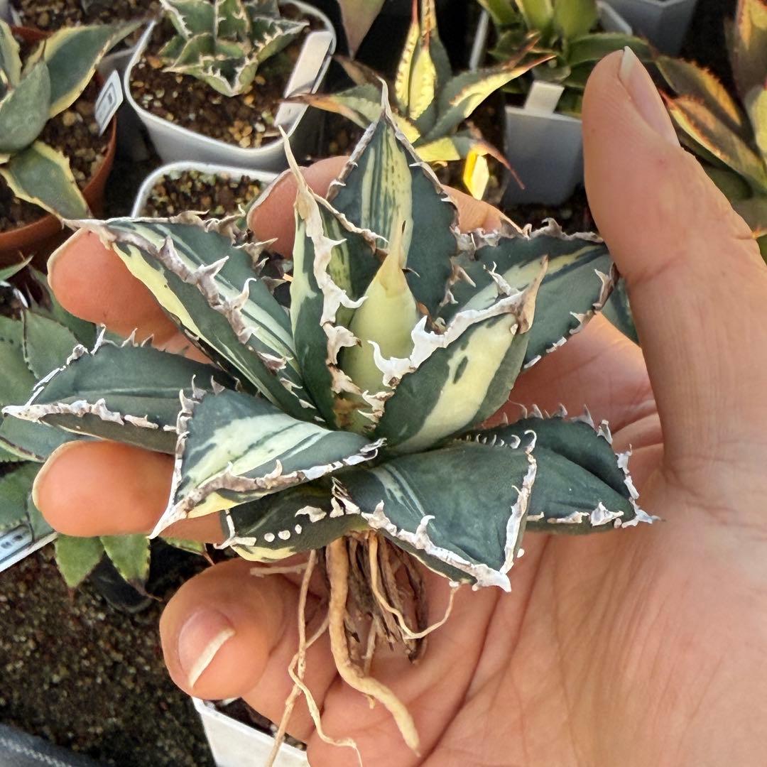 アガベ チタノタ 狼人白中斑