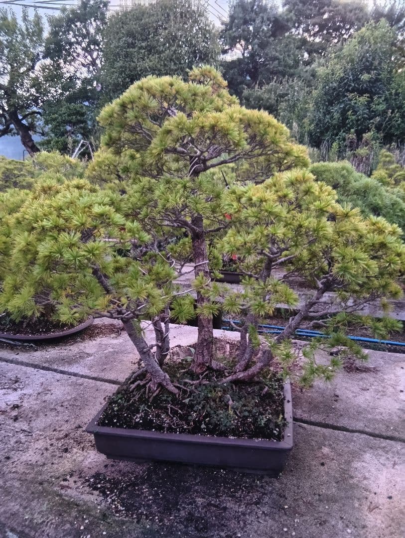 五葉松の盆栽（古木）かなり大きい用サイズ