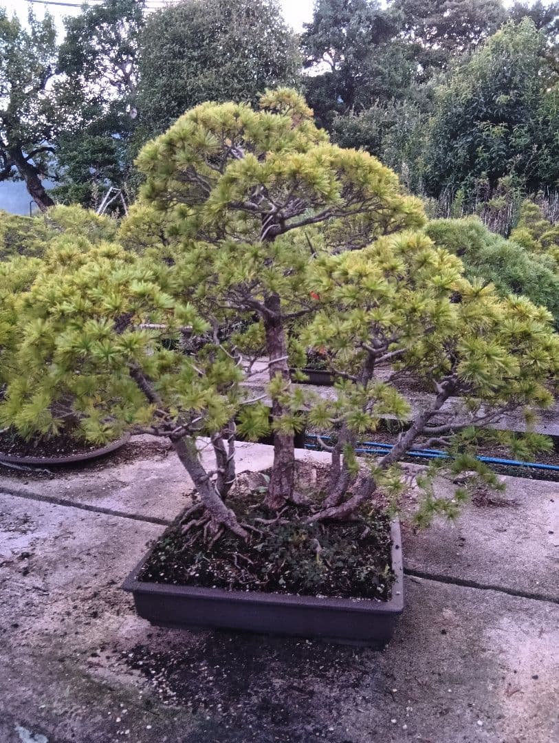 五葉松の盆栽（古木）かなり大きい用サイズ