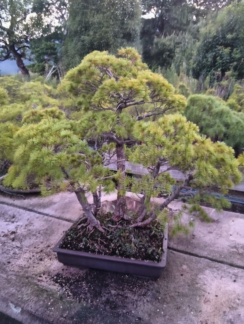 五葉松の盆栽（古木）かなり大きい用サイズ