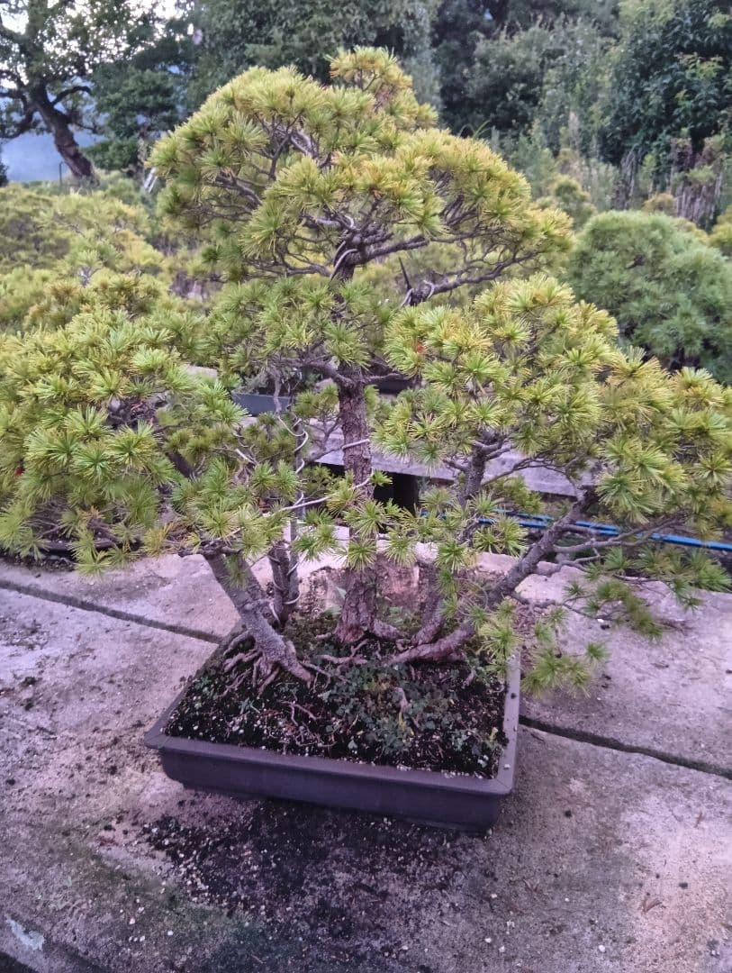 五葉松の盆栽（古木）かなり大きい用サイズ