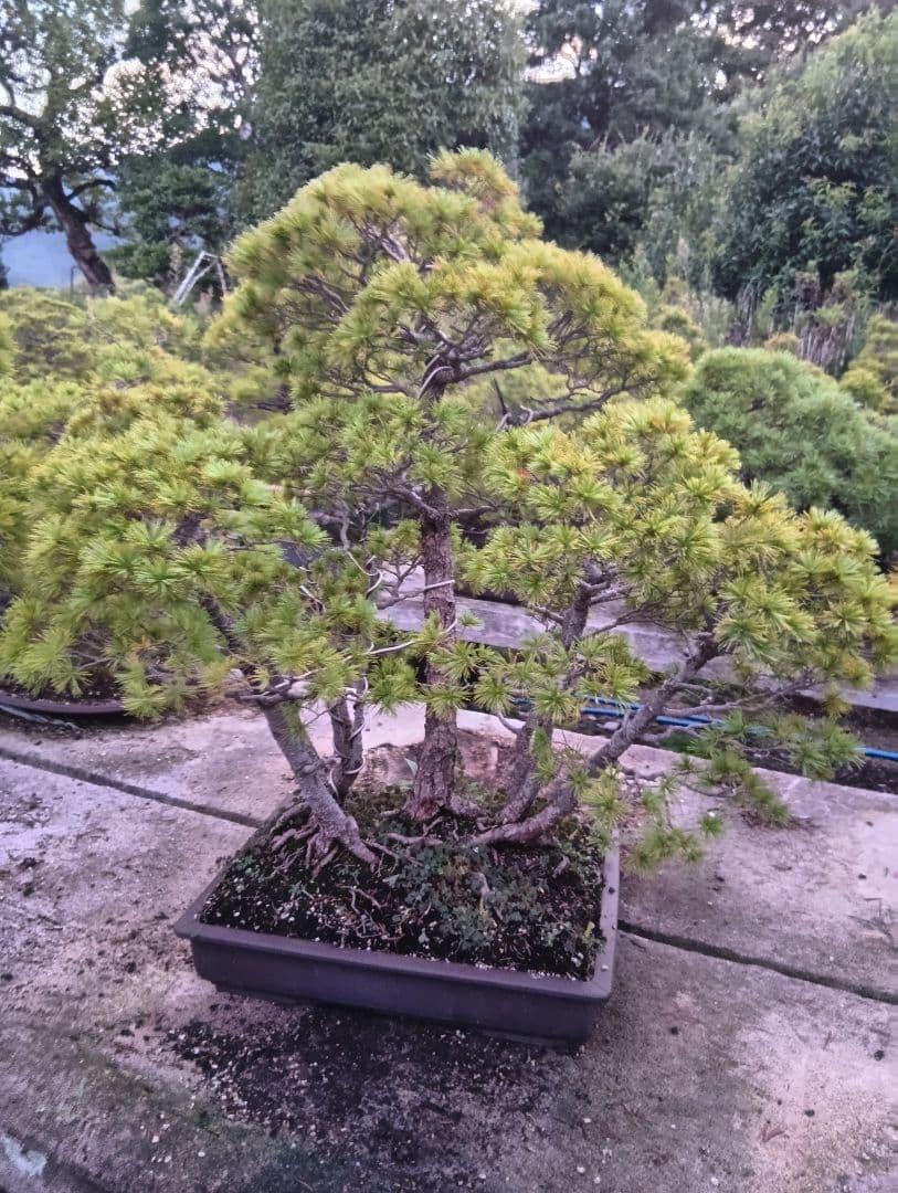 五葉松の盆栽（古木）かなり大きい用サイズ