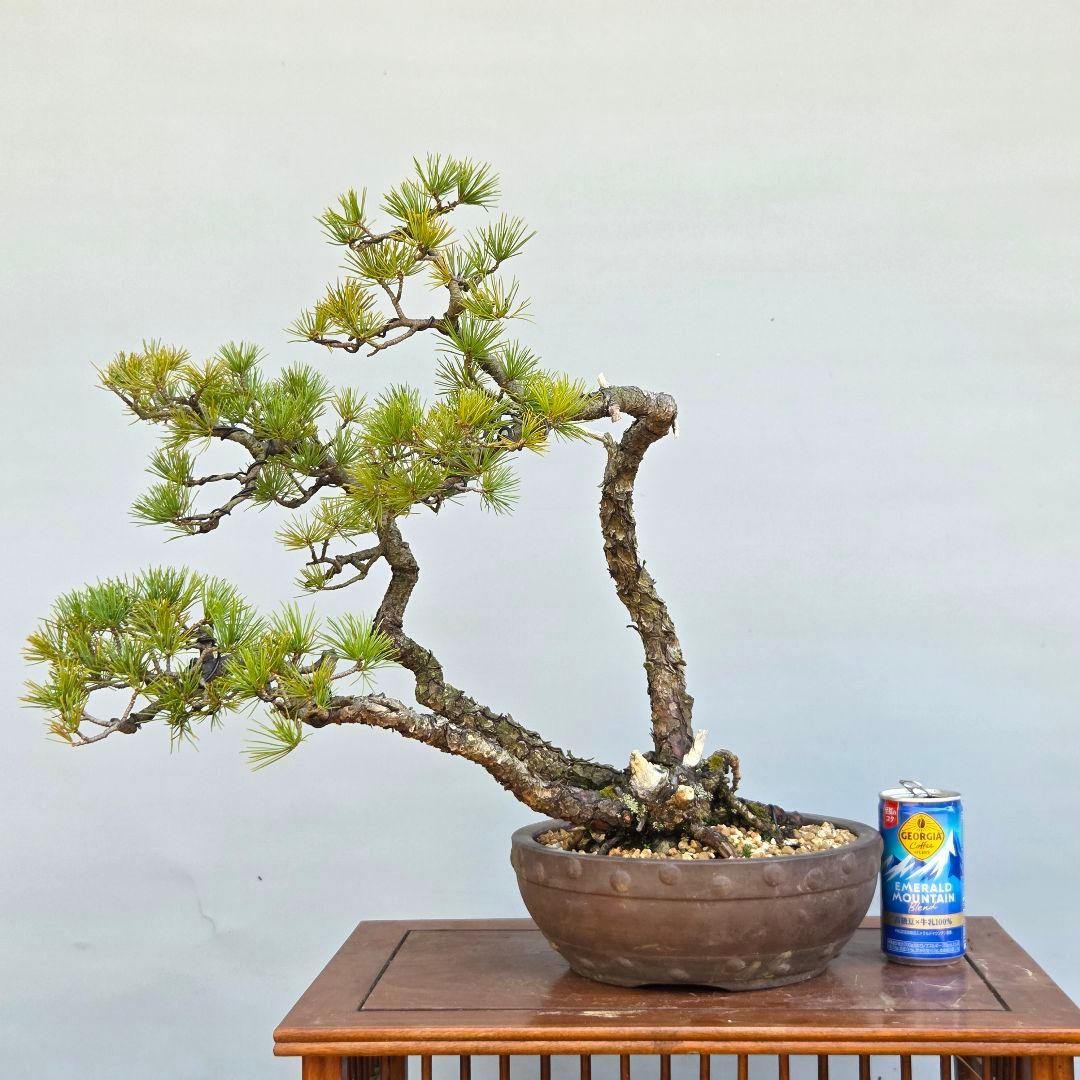 五葉松　[山木三幹株立ち]　中品盆栽