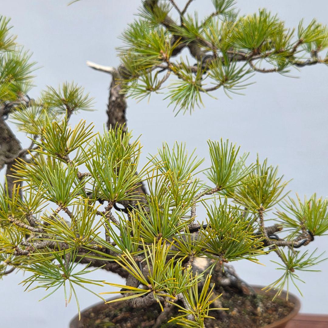 五葉松　[山木三幹株立ち]　中品盆栽