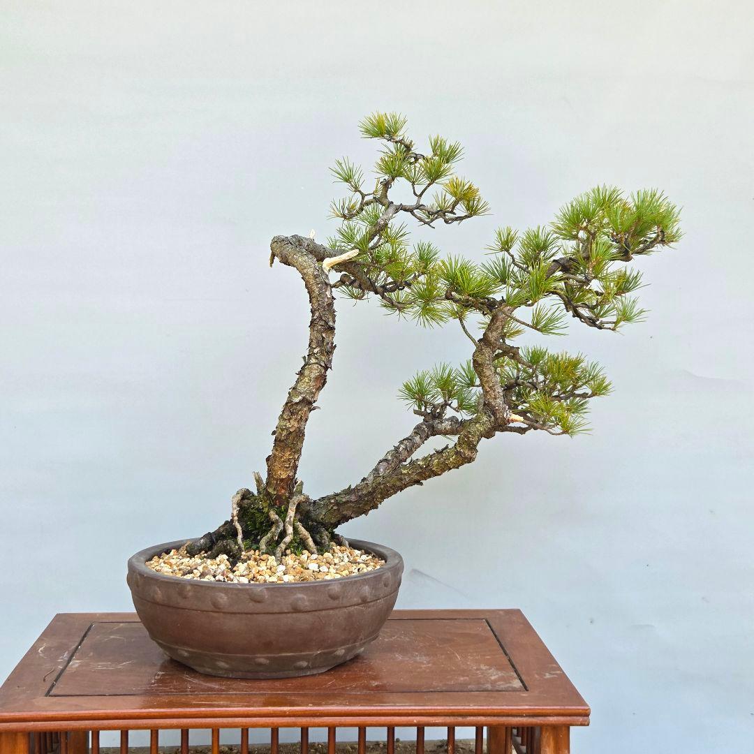 五葉松　[山木三幹株立ち]　中品盆栽