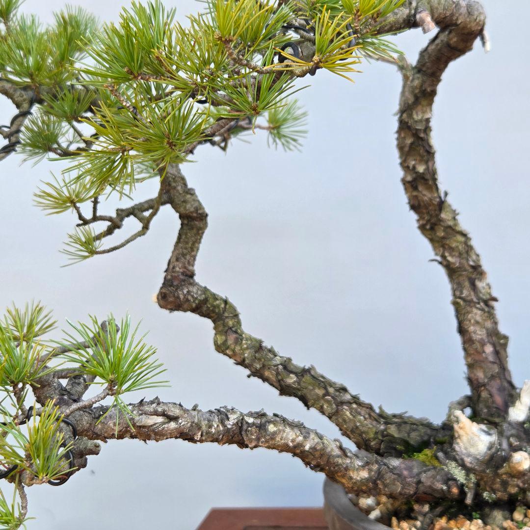 五葉松　[山木三幹株立ち]　中品盆栽