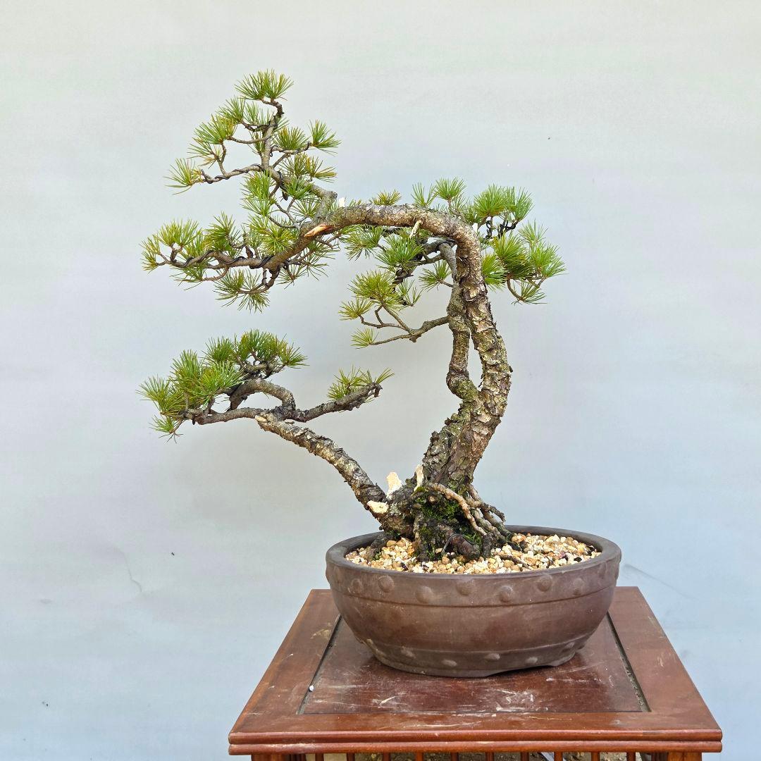 五葉松　[山木三幹株立ち]　中品盆栽