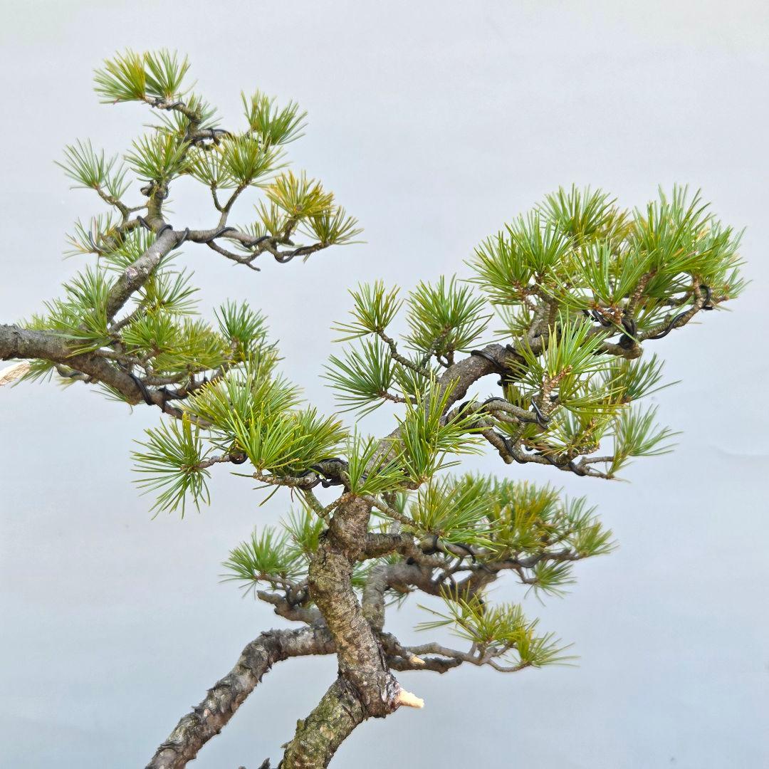 五葉松　[山木三幹株立ち]　中品盆栽