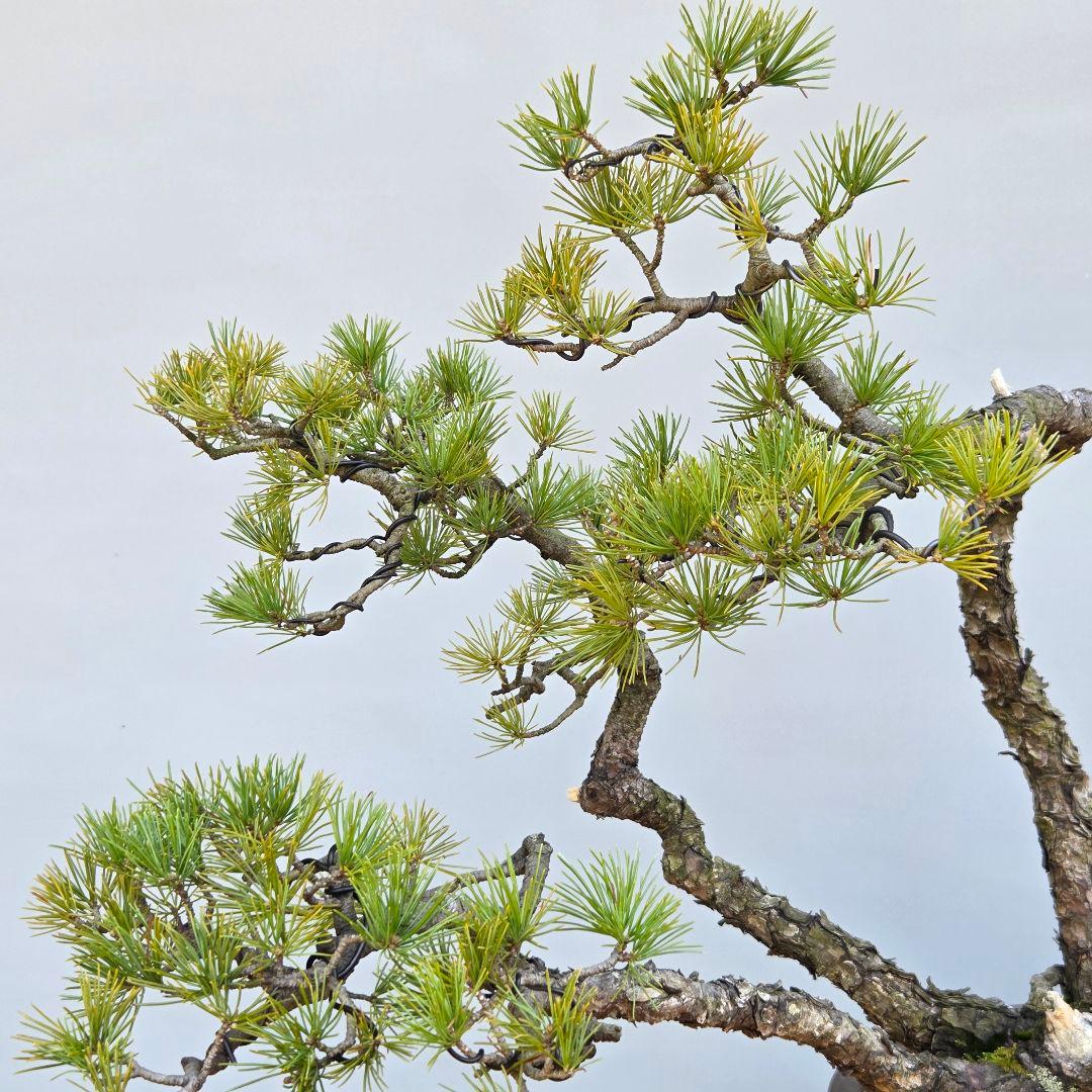 五葉松　[山木三幹株立ち]　中品盆栽