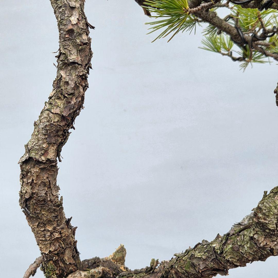 五葉松　[山木三幹株立ち]　中品盆栽