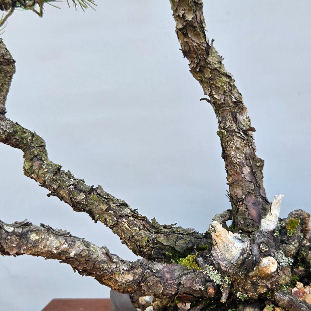 五葉松　[山木三幹株立ち]　中品盆栽