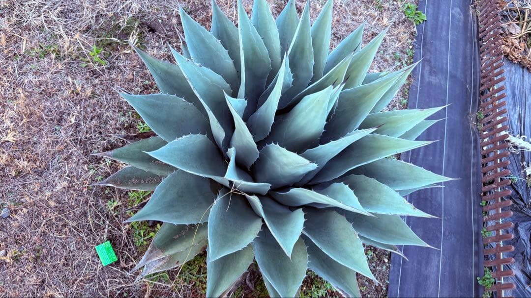 アガベ・オバティフォリアジャイアント超特大！