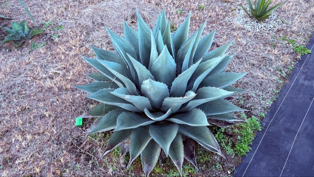アガベ・オバティフォリアジャイアント超特大！