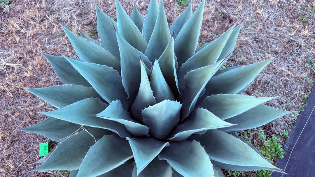 アガベ・オバティフォリアジャイアント超特大！