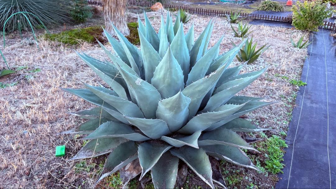 アガベ・オバティフォリアジャイアント超特大！