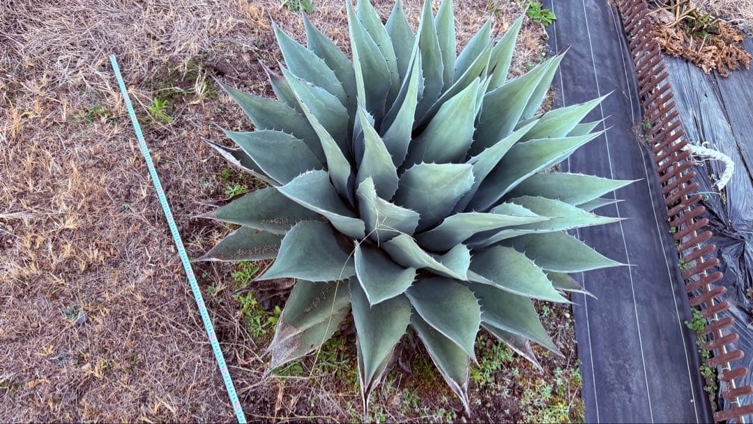 アガベ・オバティフォリアジャイアント超特大！