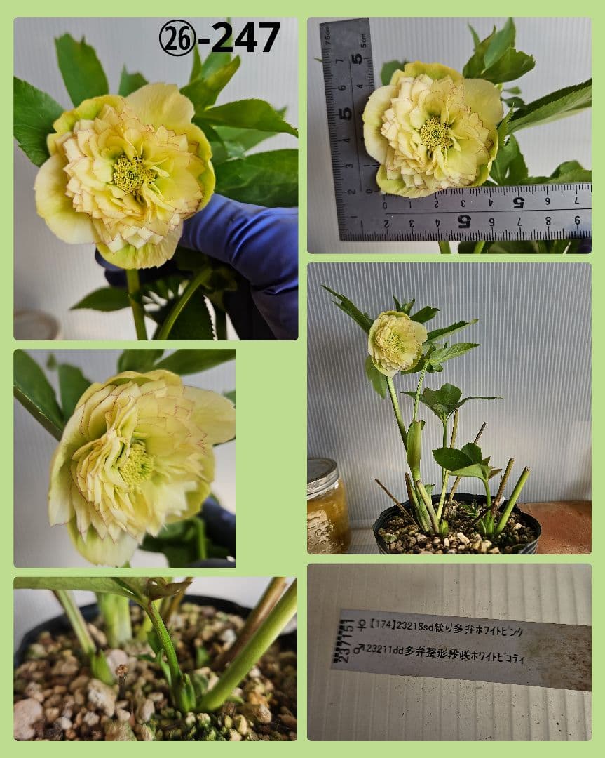 mirakojin様ご購入苗㉖-121～㉖-247