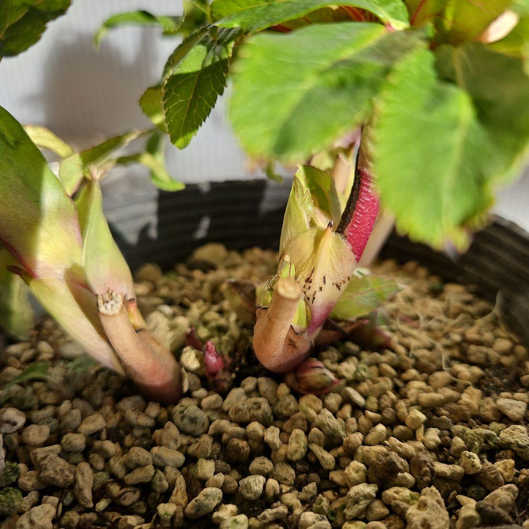 mirakojin様ご購入苗㉖-121～㉖-247