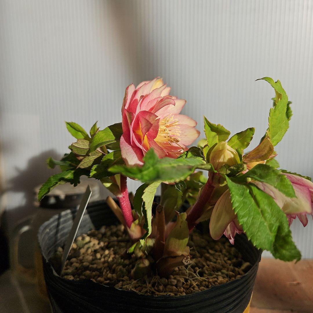 mirakojin様ご購入苗㉖-121～㉖-247