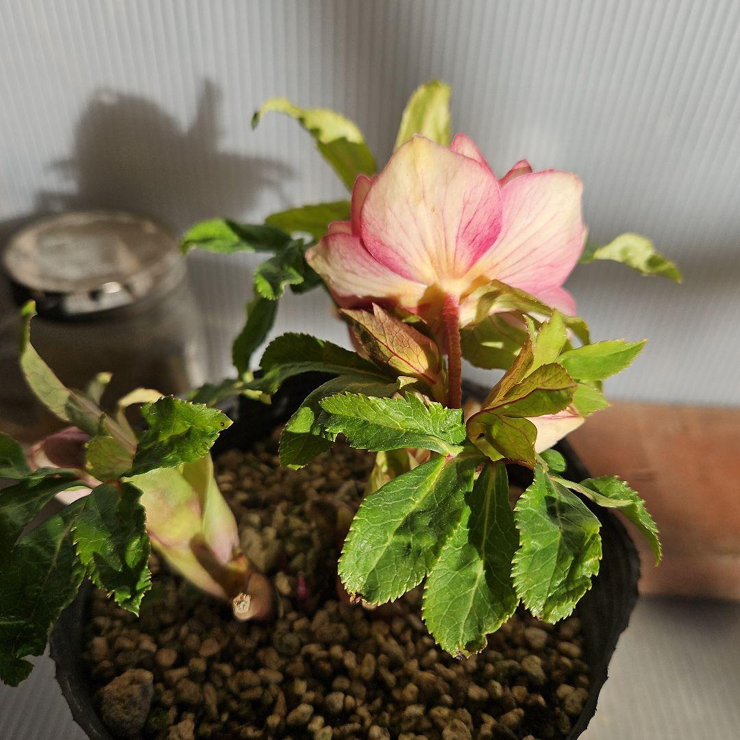 mirakojin様ご購入苗㉖-121～㉖-247