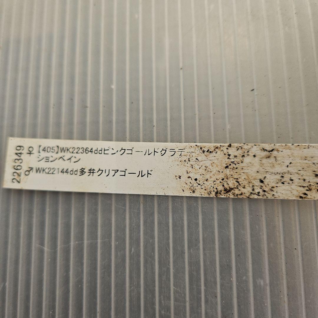 mirakojin様ご購入苗㉖-121～㉖-247