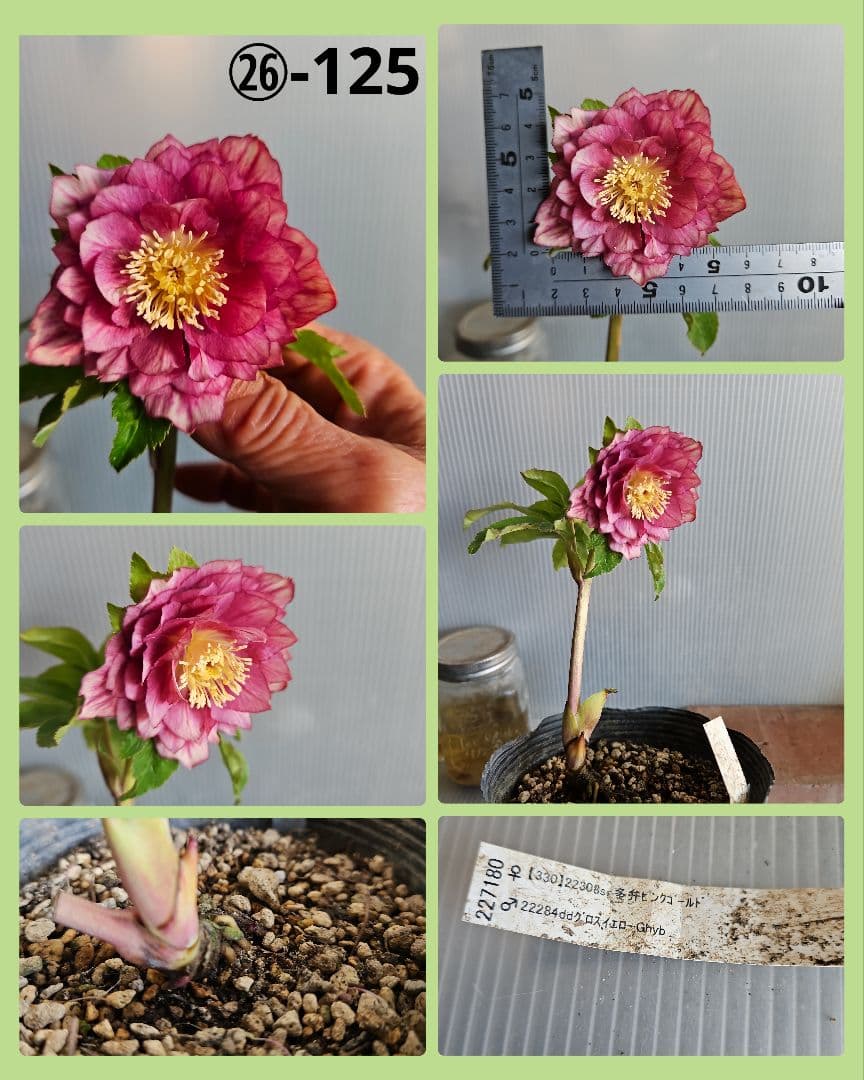 mirakojin様ご購入苗㉖-121～㉖-247