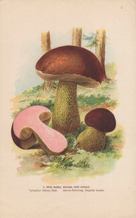 I. L. KOBER キノコ図鑑　【激レア・1900年代初頭】