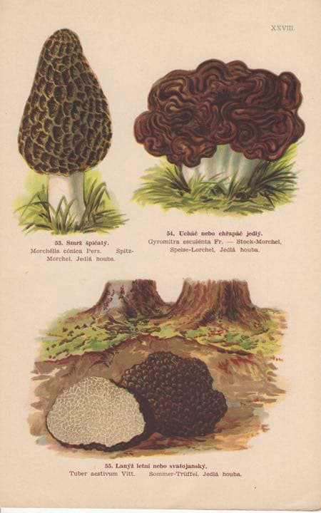 I. L. KOBER キノコ図鑑　【激レア・1900年代初頭】