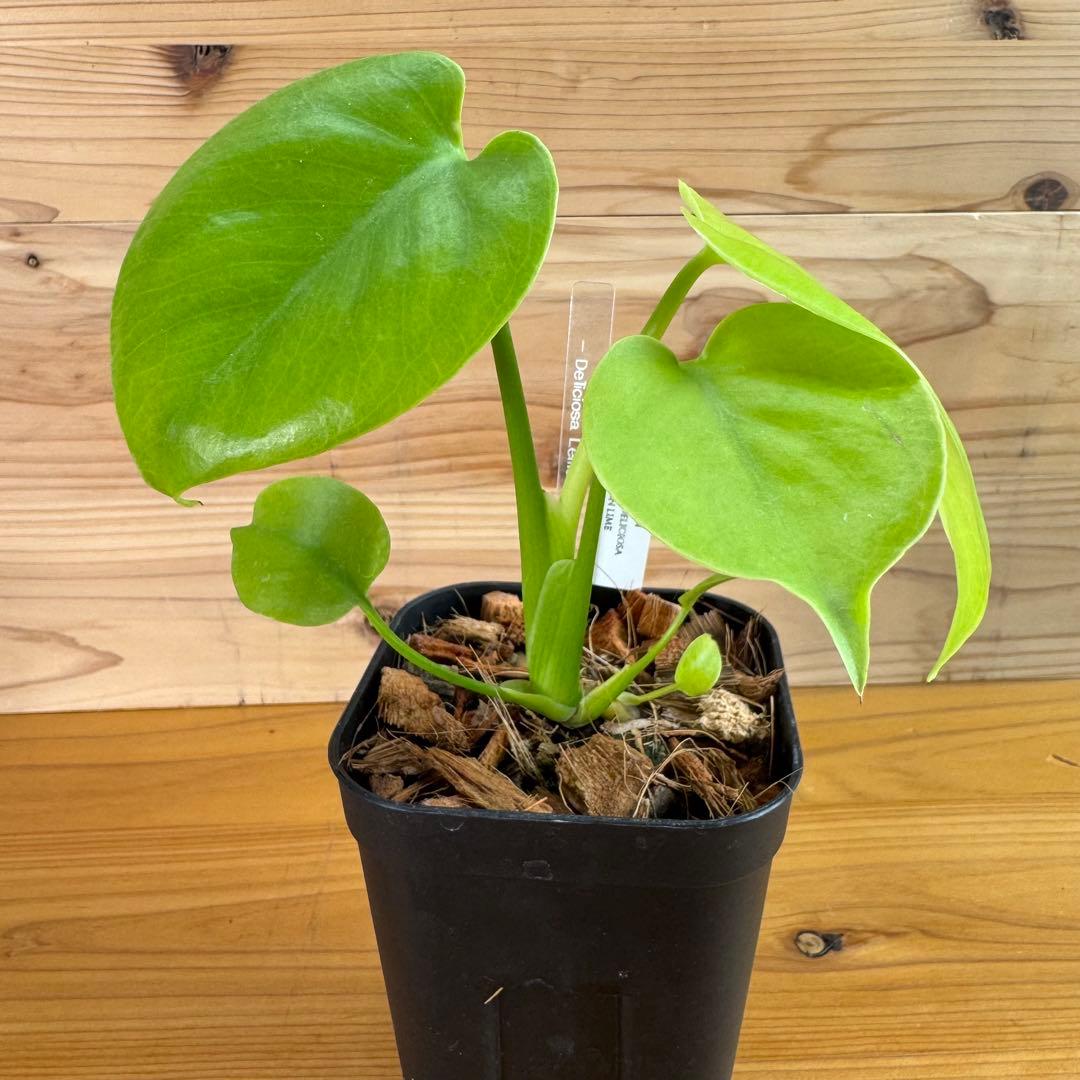 モンステラ　デリシオーサ　レモンライム　TC デリキオサ