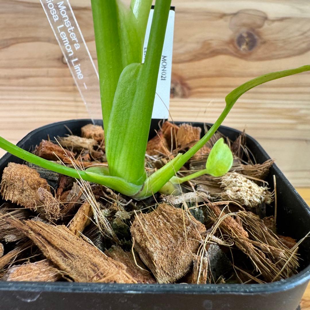 モンステラ　デリシオーサ　レモンライム　TC デリキオサ