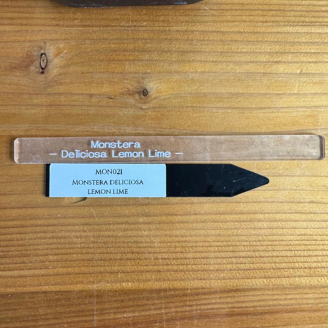 モンステラ　デリシオーサ　レモンライム　TC デリキオサ