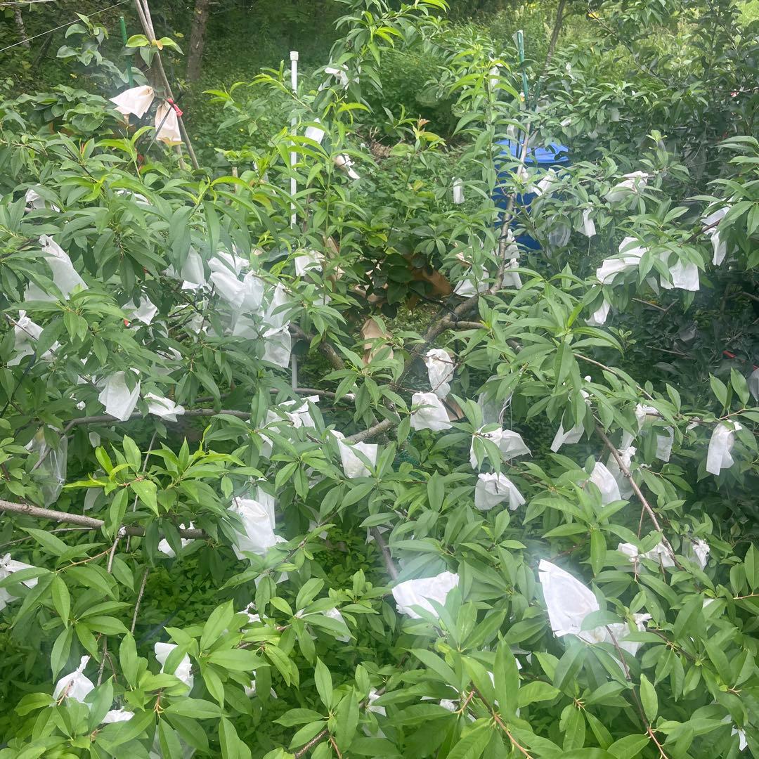 桃　白鳳　成木