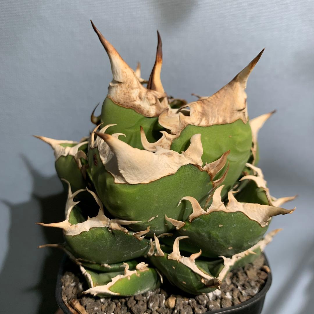 極上OC株☆SAD 南アフリカダイヤモンド アガベ チタノタ 極太バンド