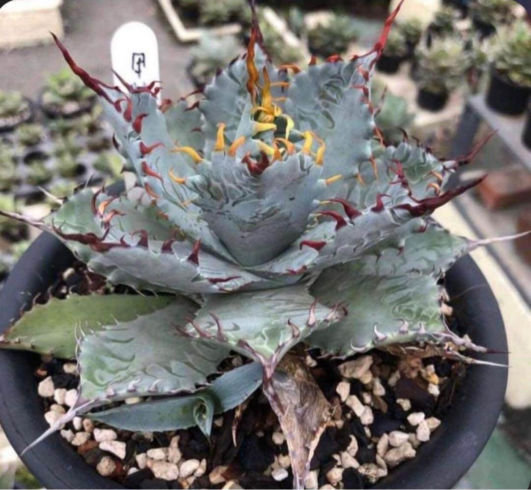 専用 アガベ ハイブリッド 甲蟹×屈原の舞扇 特選タイプ 速達 - メルカリ